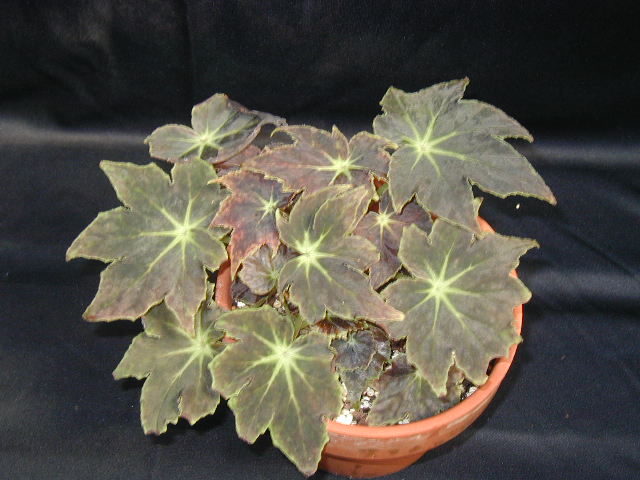 B. ‘Glory Bee’
